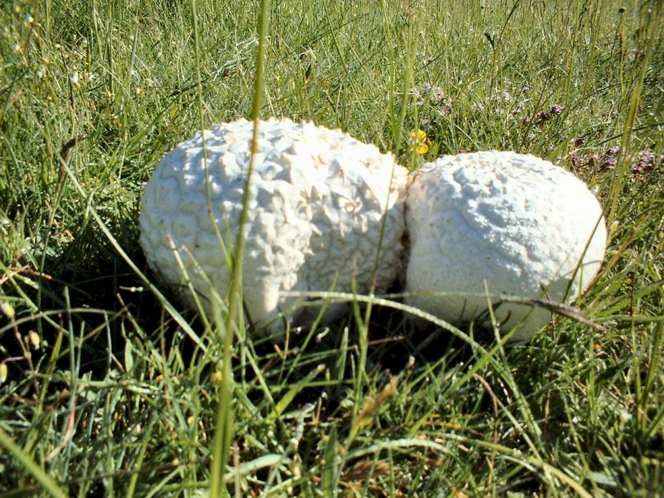 Calvatia utriformis